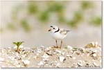 PipingPlover_Assateague_2023Jun_R5B11715 copy