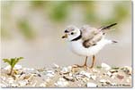 PipingPlover_Assateague_2023Jun_R5B11723 copy