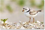 PipingPlover_Assateague_2023Jun_R5B11726 copy