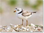 PipingPlover_Assateague_2023Jun_R5B11728 copy