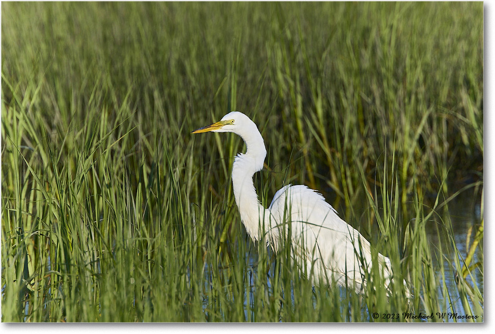 GreatEgret_ChincoNWR_2023Jun_R5B10191 copy