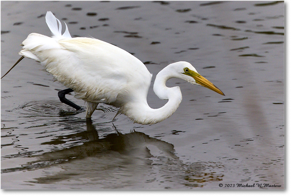 GreatEgret_ChincoNWR_2023Jun_R5B11364 copy