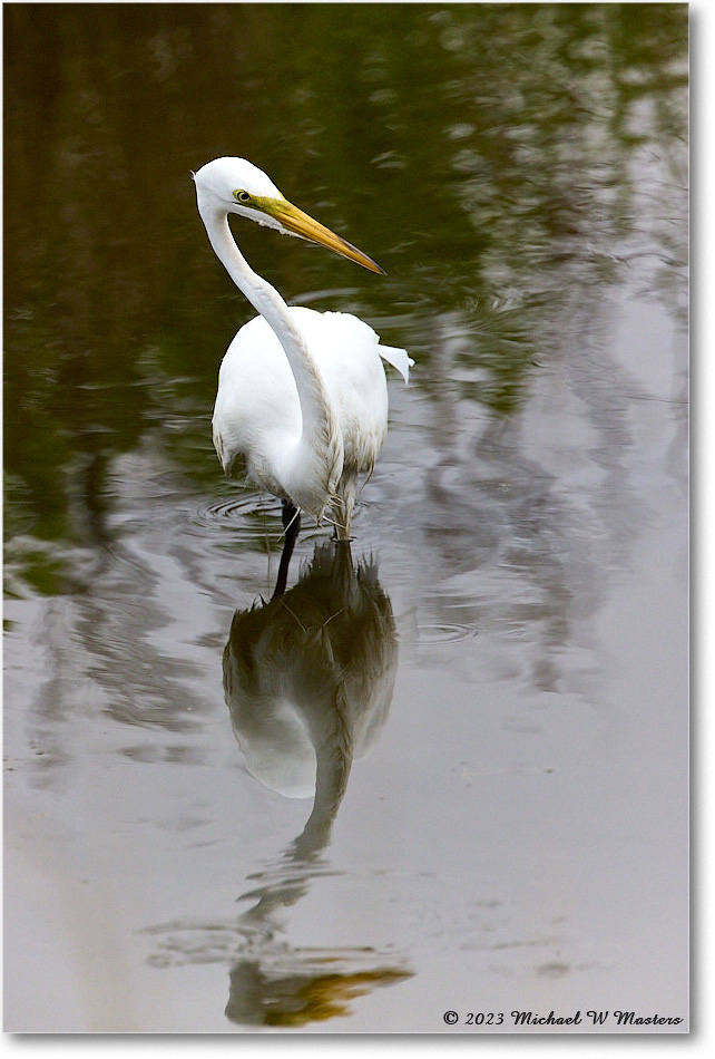 GreatEgret_ChincoNWR_2023Jun_R5B11502 copy