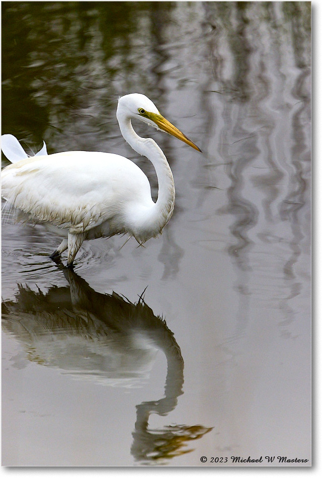 GreatEgret_ChincoNWR_2023Jun_R5B11507 copy