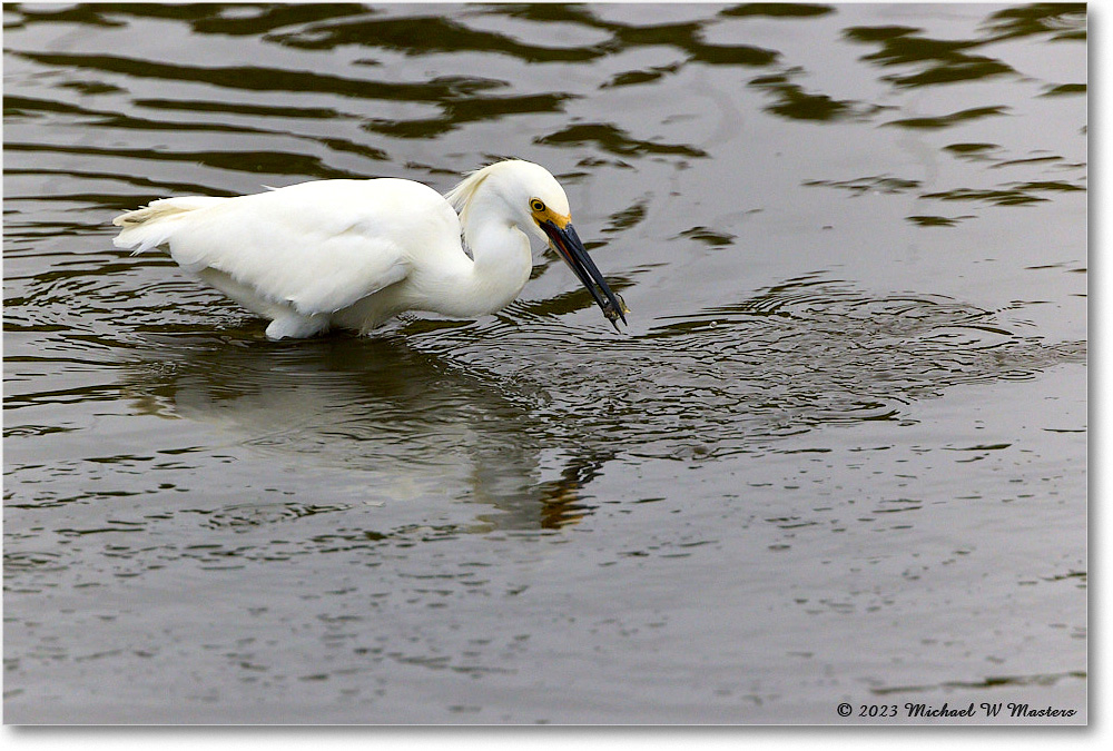 SnowyEgret_ChincoNWR_2023Jun_R5B11432 copy