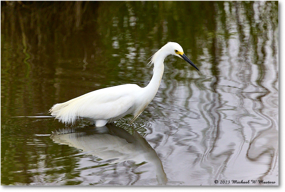 SnowyEgret_ChincoNWR_2023Jun_R5B11461 copy