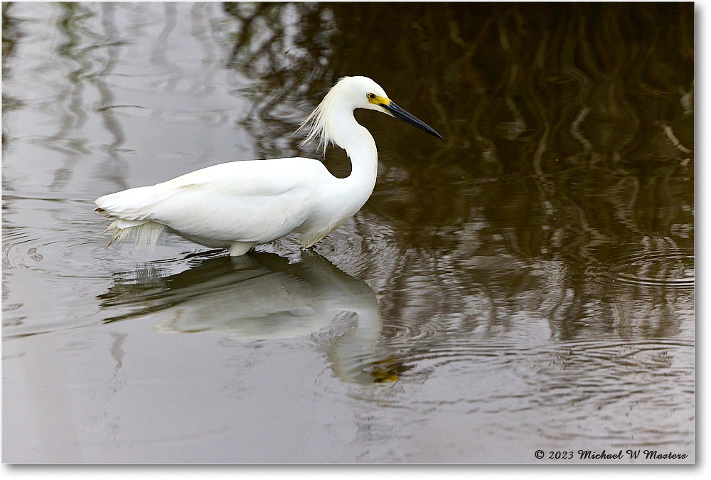 SnowyEgret_ChincoNWR_2023Jun_R5B11491 copy