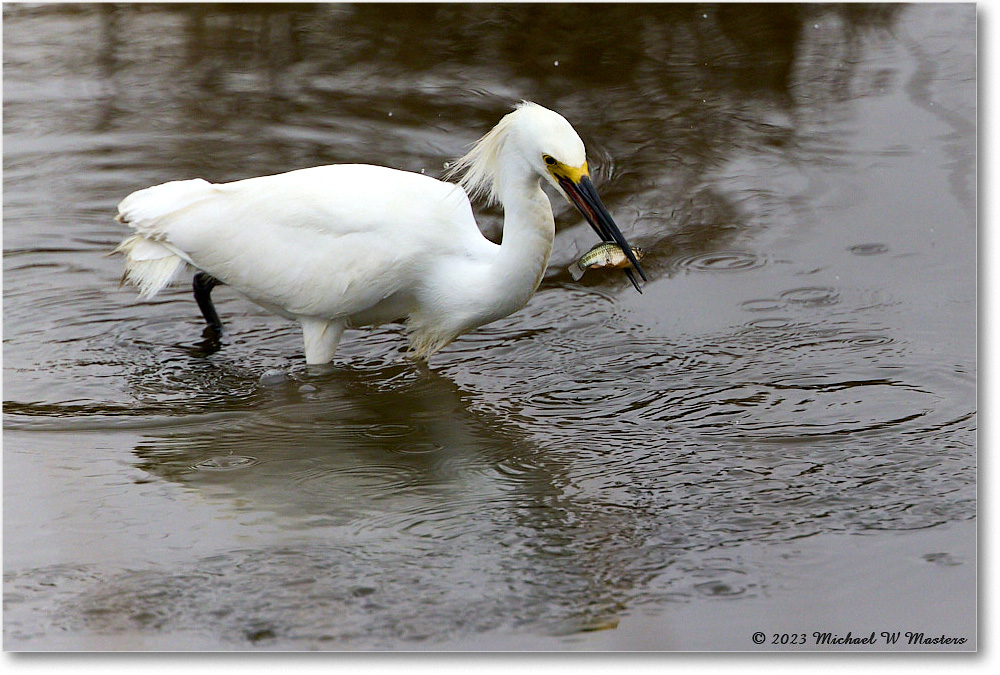 SnowyEgret_ChincoNWR_2023Jun_R5B11497 copy