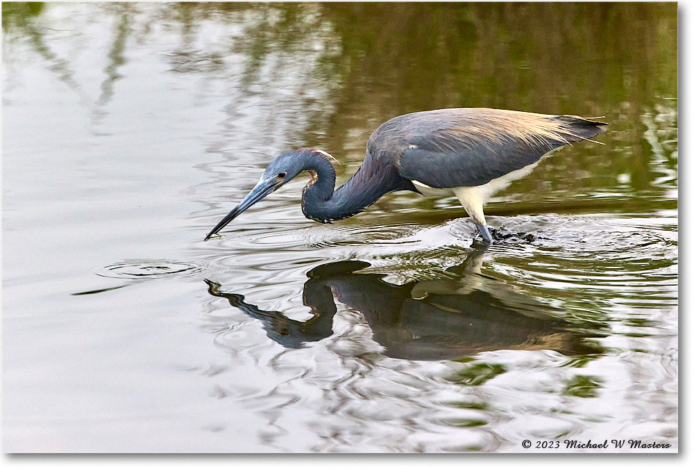 TricolorHeron_ChincoNWR_2023Jun_R5B11366 copy