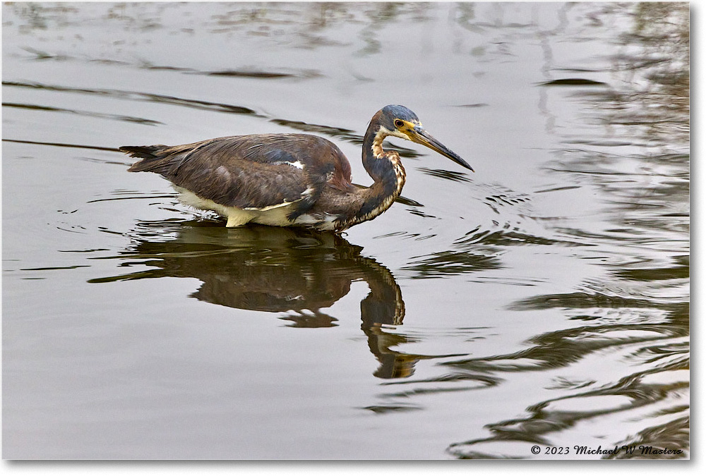 TricolorHeron_ChincoNWR_2023Jun_R5B11408 copy