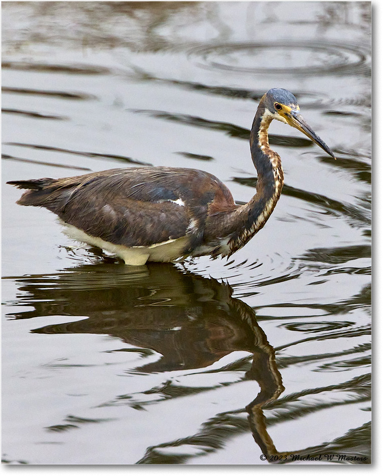 TricolorHeron_ChincoNWR_2023Jun_R5B11409 copy