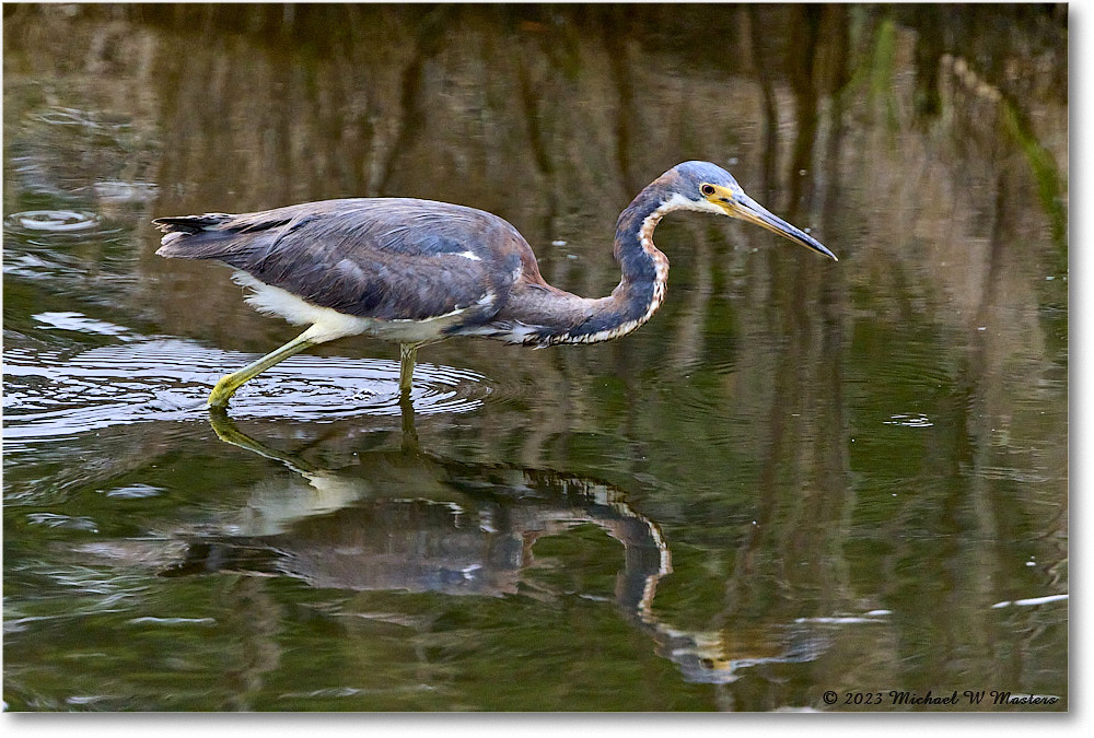 TricolorHeron_ChincoNWR_2023Jun_R5B11411 copy