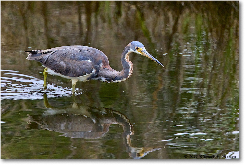 TricolorHeron_ChincoNWR_2023Jun_R5B11415 copy