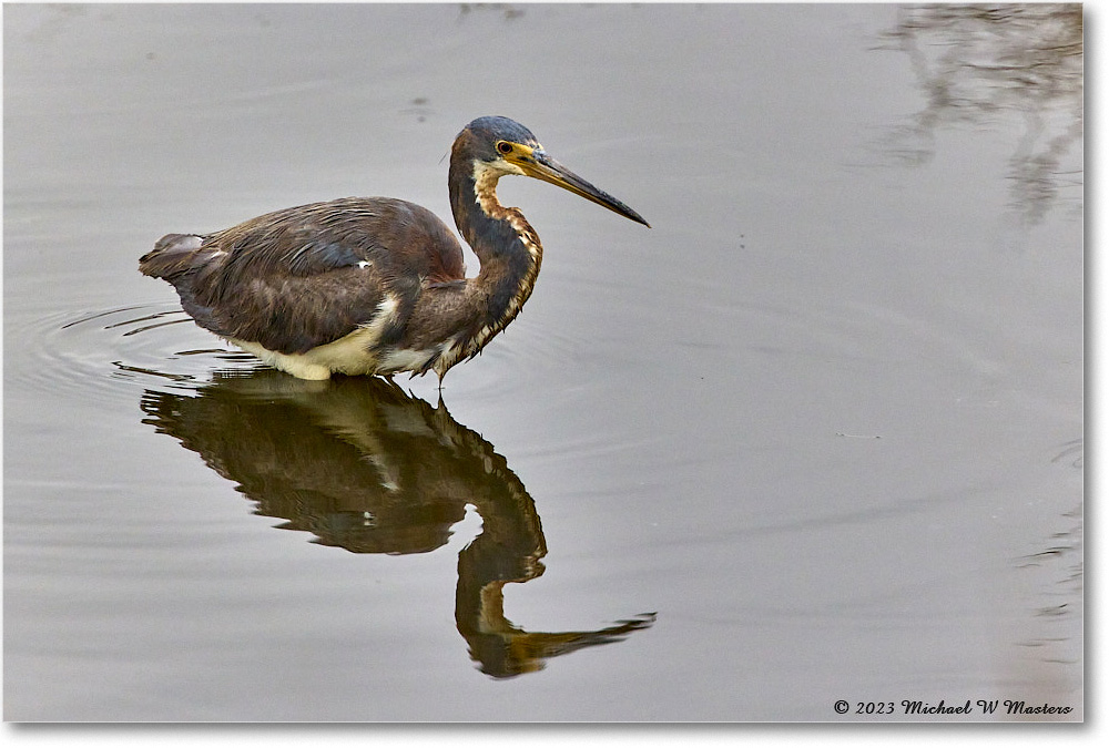 TricolorHeron_ChincoNWR_2023Jun_R5B11456 copy