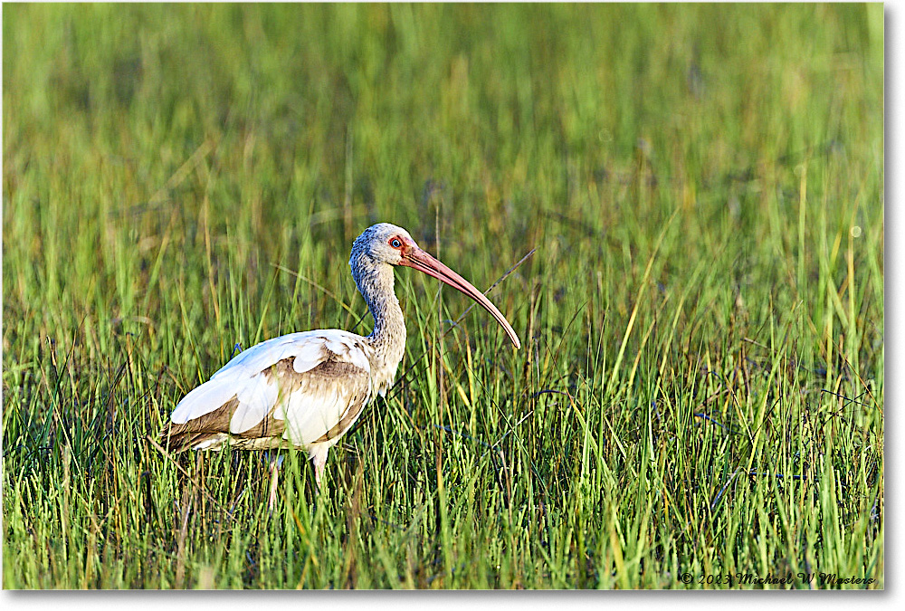 WhiteIbis_Assateague_2023Jun_R5B10580 copy