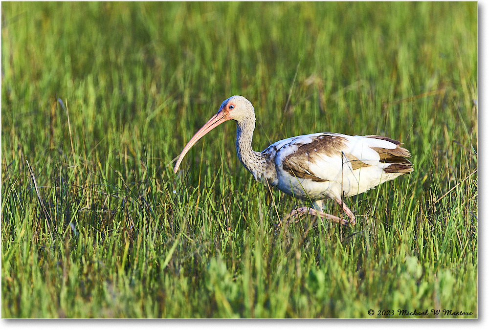 WhiteIbis_Assateague_2023Jun_R5B10590 copy