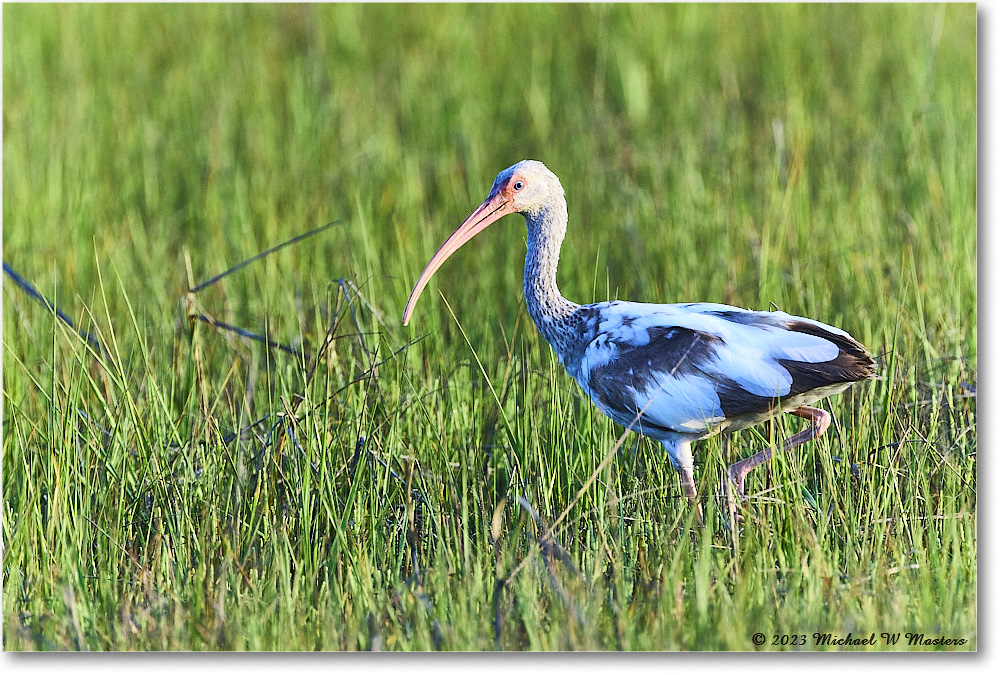 WhiteIbis_Assateague_2023Jun_R5B10646 copy