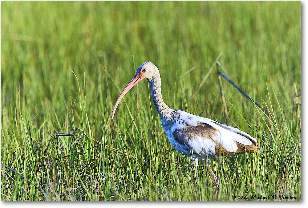 WhiteIbis_Assateague_2023Jun_R5B10655 copy