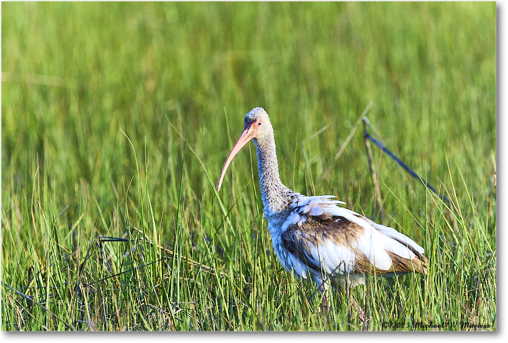 WhiteIbis_Assateague_2023Jun_R5B10663 copy