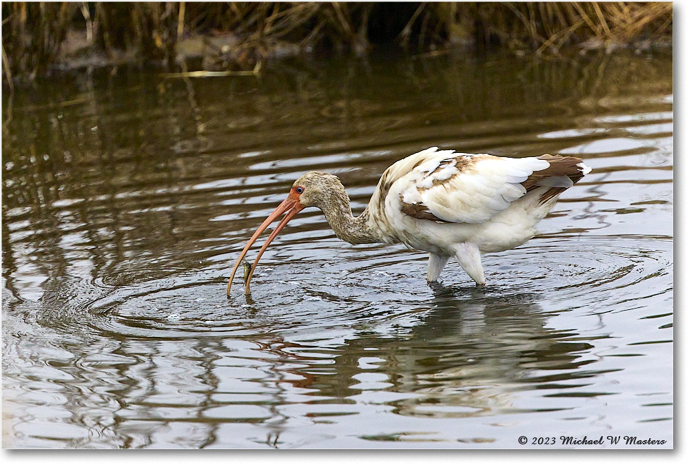 WhiteIbis_ChincoNWR_2023Jun_R5B11477 copy