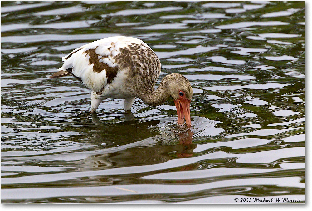 WhiteIbis_ChincoNWR_2023Jun_R5B11481 copy