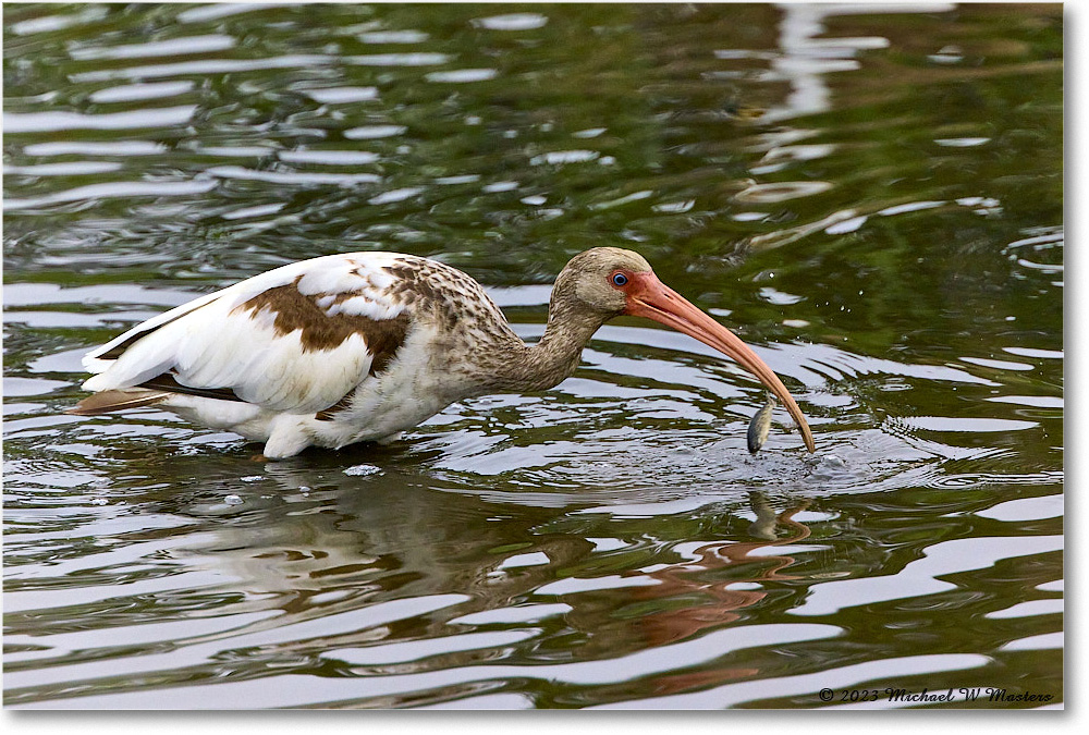 WhiteIbis_ChincoNWR_2023Jun_R5B11485 copy