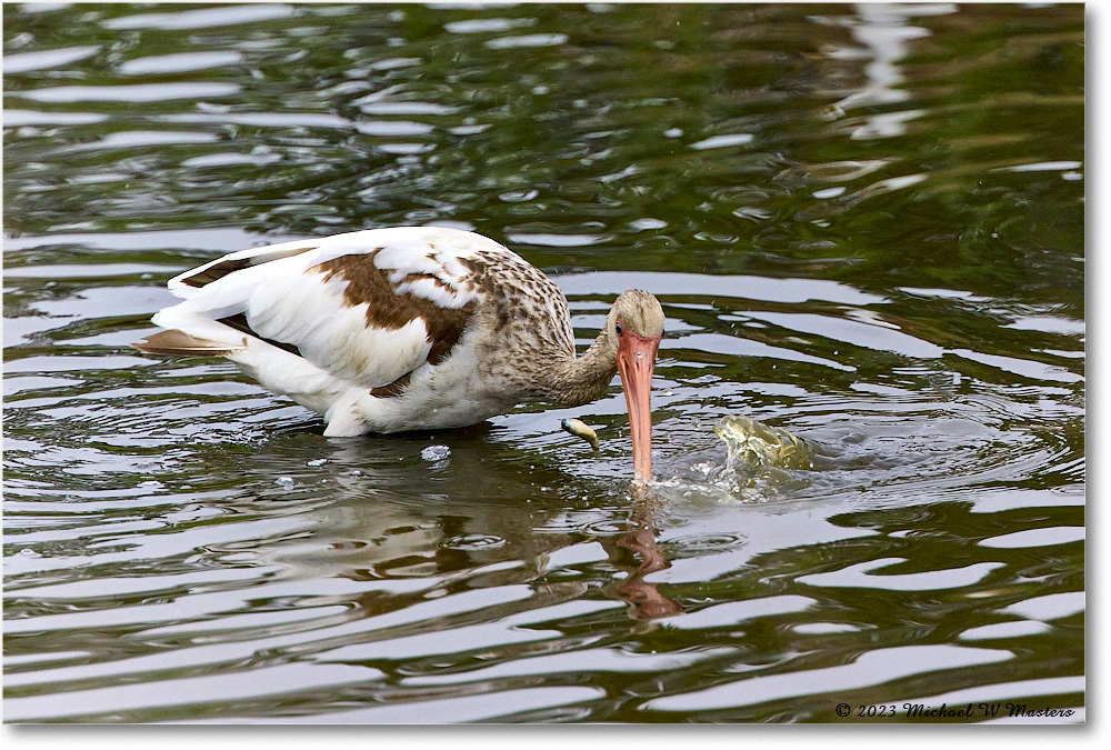 WhiteIbis_ChincoNWR_2023Jun_R5B11487 copy