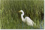 GreatEgret_ChincoNWR_2023Jun_R5B10191 copy