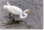 GreatEgret_ChincoNWR_2023Jun_R5B11364 copy