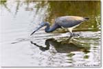 TricolorHeron_ChincoNWR_2023Jun_R5B11366 copy