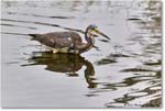 TricolorHeron_ChincoNWR_2023Jun_R5B11408 copy