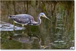 TricolorHeron_ChincoNWR_2023Jun_R5B11415 copy