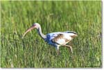 WhiteIbis_Assateague_2023Jun_R5B10641 copy