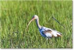 WhiteIbis_Assateague_2023Jun_R5B10655 copy