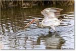 WhiteIbis_ChincoNWR_2023Jun_R5B11475 copy