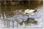 WhiteIbis_ChincoNWR_2023Jun_R5B11477 copy