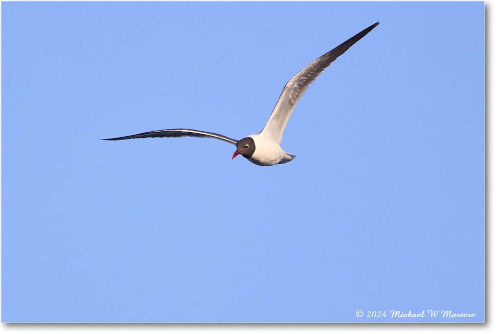 LaughingGull_ChincoNWR_2024Jun_R5B28534