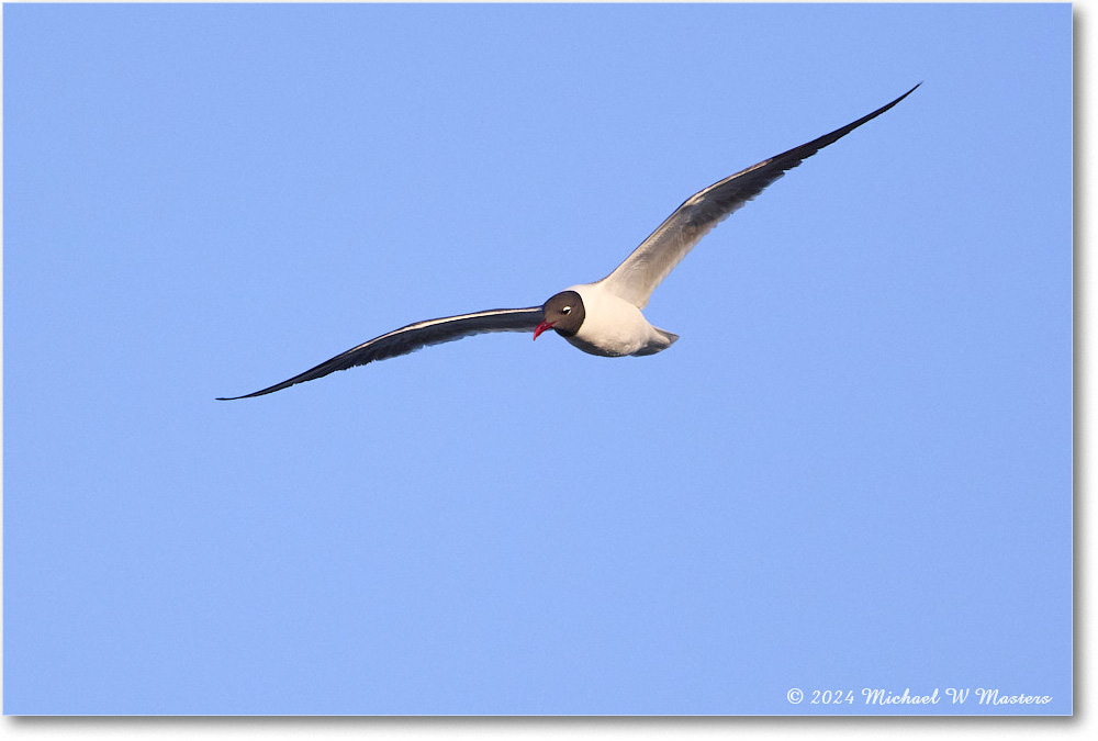 LaughingGull_ChincoNWR_2024Jun_R5B28535