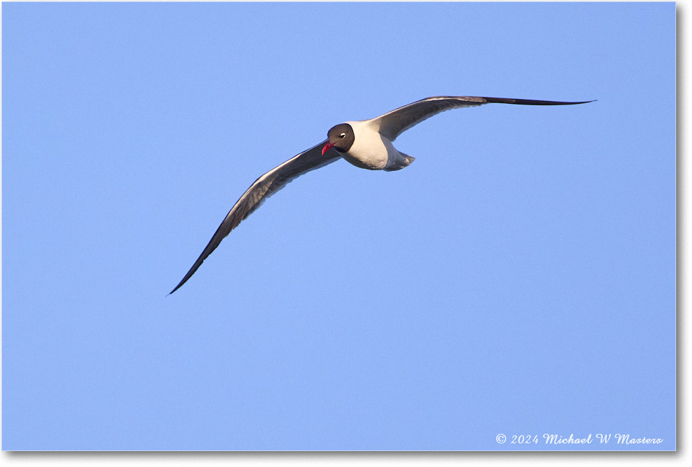 LaughingGull_ChincoNWR_2024Jun_R5B28536