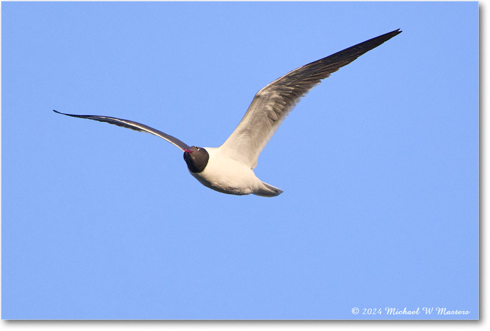 LaughingGull_ChincoNWR_2024Jun_R5B28564