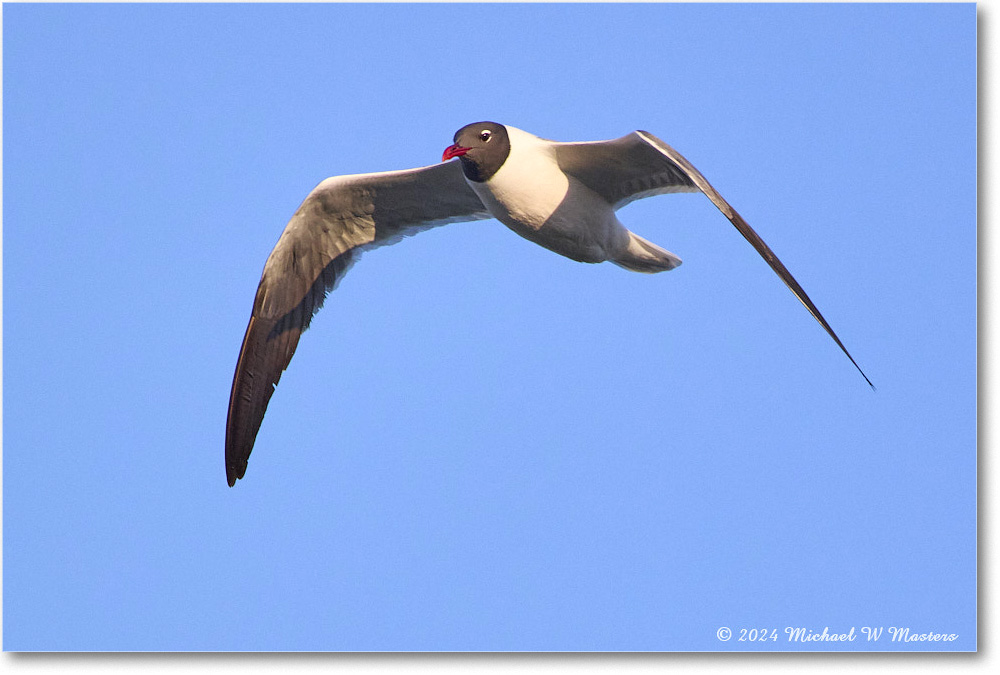 LaughingGull_ChincoNWR_2024Jun_R5B28573