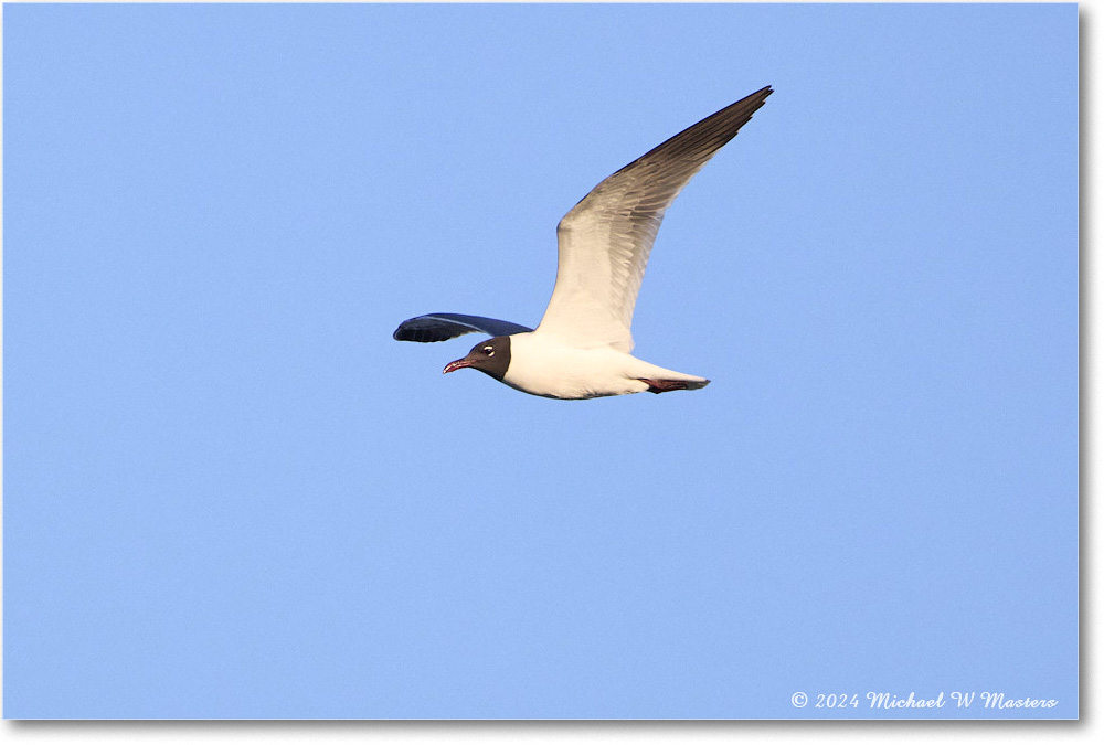 LaughingGull_ChincoNWR_2024Jun_R5B28596