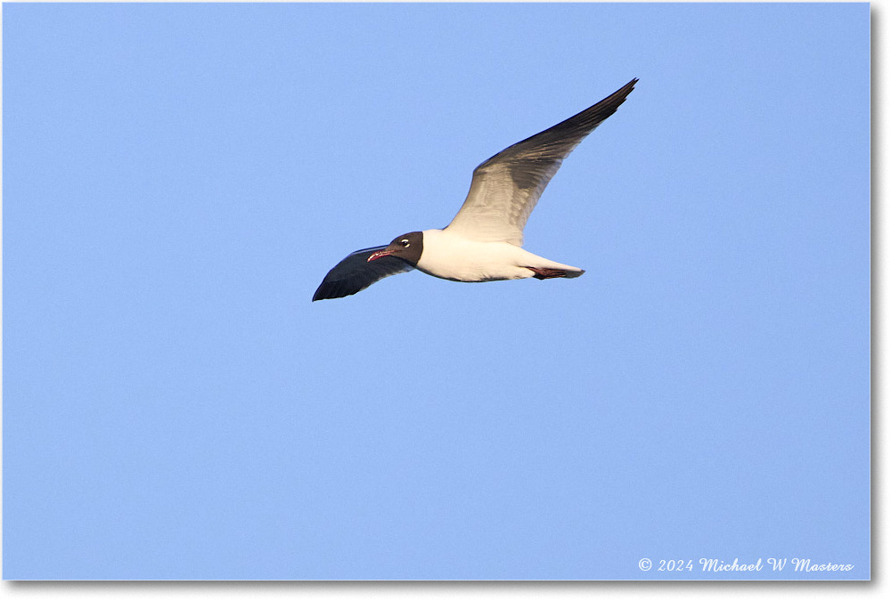 LaughingGull_ChincoNWR_2024Jun_R5B28597