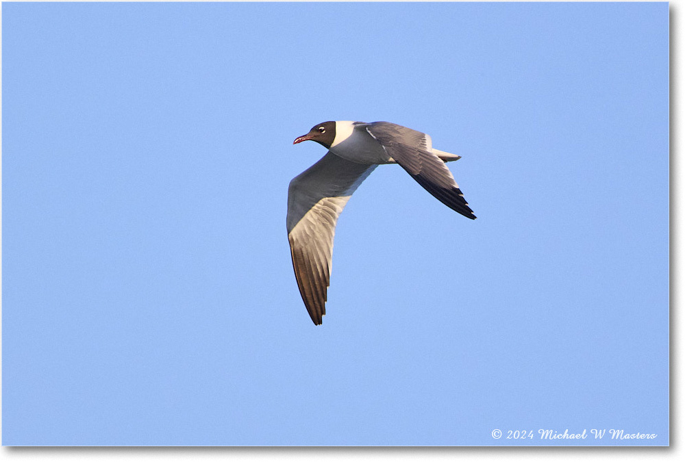 LaughingGull_ChincoNWR_2024Jun_R5B28599