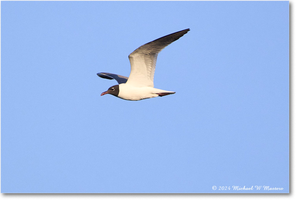 LaughingGull_ChincoNWR_2024Jun_R5B28602