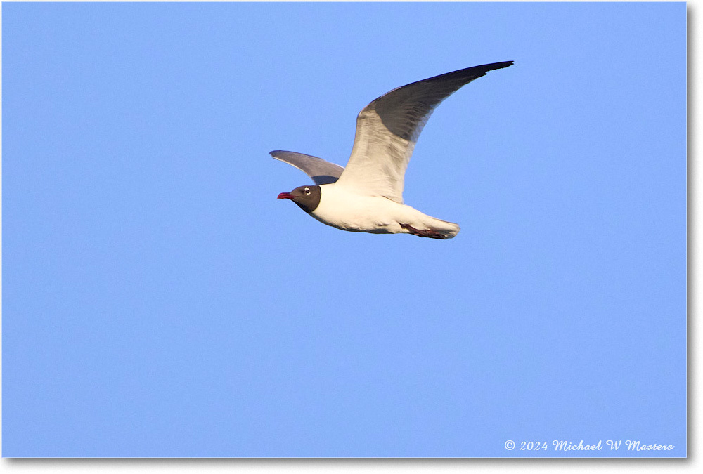 LaughingGull_ChincoNWR_2024Jun_R5B28672