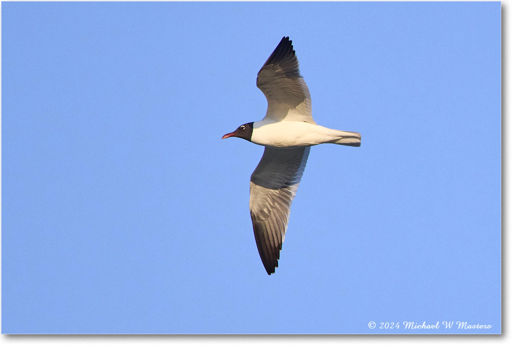 LaughingGull_ChincoNWR_2024Jun_R5B28707