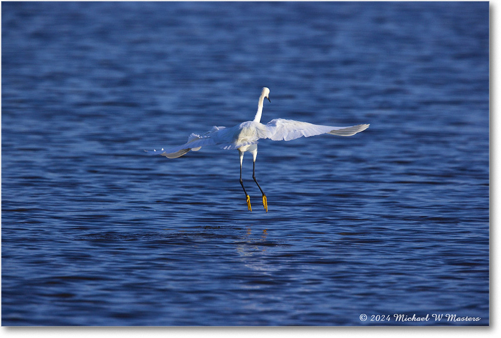 SnowyEgret_ChincoNWR_2024Jun_R5B29292 copy