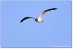 LaughingGull_ChincoNWR_2024Jun_R5B28533