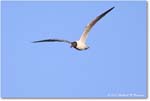 LaughingGull_ChincoNWR_2024Jun_R5B28534